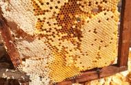 别再相信网上有纯野生的土蜂蜜，养蜂20年的养蜂人告诉你