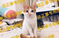 养猫后，那些你以为需要买的，但实际上没什么用的东西（2）