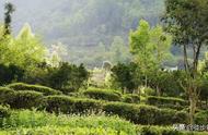 湖北宜昌，适合乡村旅游的地方，茶山七仙女生长的村落——小河村