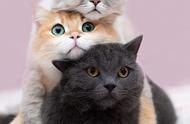 最爱玩叠罗汉的猫咪一家，三只不同色的肉丸叠在一起，让猫奴疯狂