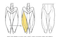 【绘画教程】韩国画师 taco 关于人体腿部的绘制教程 （人体教程）​​​​