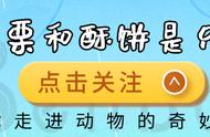 深海恐惧者的噩梦：平均一年只能见到一次，冥河水母，通往冥界