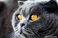 “薛定谔的猫”揭示了一个细思恐极的真相：意识决定物质