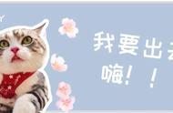 从来没有出过门的小猫咪可以带出去吗？如何才能让猫咪乖乖听话呢