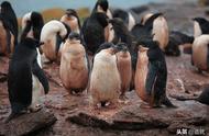 人类究竟做了什么，让遥远的南极洲上这群企鹅，便便变成粉红色？