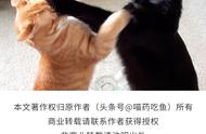 如何解决家猫之间的攻击行为？看完这篇文章你就懂了