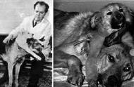 历史上的“双头狗”实验是怎么回事？最后那两只狗活了多久？