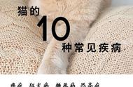 猫的10种常见疾病（5），会传染给人的猫皮肤病-猫藓，诊断与治疗