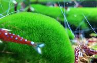 一名苏虾白袜繁殖者三年来的饲养经验分享「泡泡水族苏虾和苏螺」