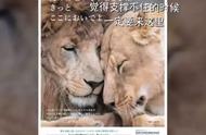 玩乐日本 | 日本治愈系动物园让你在这里重获生活的美好~