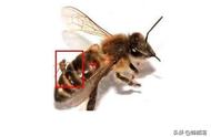 ​它被称为蜜蜂的“变态”杀手，杀蜜蜂于无形，7到8月最严重