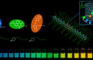 华威大学《JACS》白光发射超分子肽纳米管的高效人工采光系统