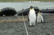 哈哈 一群蠢萌的小企鹅遇到一条绳子是多可爱