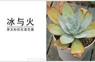 「冰与火」景天科拟石莲花属多肉植物，韩国进口品种，大型种