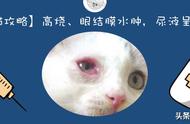 「养猫攻略」高烧、眼结膜水肿，尿液呈红，猫钩端螺旋体是什么？