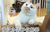 《小小伙伴：狗狗&猫猫》即将发布，云养猫云养狗时代来临。