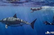 身长6米超级大白鲨，是现存世界上最大的白鲨，年龄超过50多岁