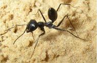 数着步数走路的沙漠蚂蚁，绕过很多圈子后也能直线回家