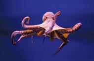 章鱼是外星人后裔？困扰进化论多年，8亿年前就走上了智商捷径