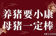 养猪致富奔小康，母猪养护一定棒！「养猪知识大课堂」