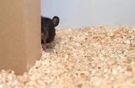 陪老鼠玩一星期捉迷藏，科学家在实验室就干这个？