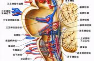 反复脑干出血10年，“禁区”手术全切脑干海绵状血管瘤后迎来新生