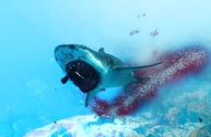 扮演鲨鱼很有趣，却被战斗、流程所限制的新游《食人鲨》