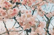 宁波及国内硬核赏樱攻略出炉！带你邂逅浪漫的樱花季！