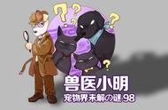 辟谣：为什么都说东北猫不能买？买猫到底先看什么？