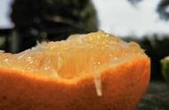 粘嘴脐橙甜度高，临湖小果园1300棵树一年赚50多万元！几个条件种好果