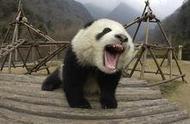 为何说大熊猫的食性是其最为奇特和有趣的？这到底是为什么？