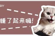 猫咪晚上太闹腾怎么办？3招让猫咪乖乖睡觉