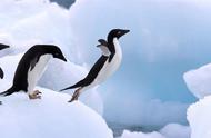 失落的土地：你很快将看到企鹅在南极洲消失？