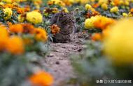 如何带着猫咪“自驾游”？为猫咪做好这6个准备，结伴旅行并不难