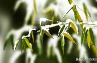 白居易：香山居士和一场雪的相遇