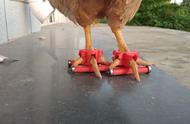 鸡用溜冰鞋