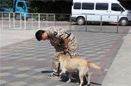 零基础学训犬师要多长时间