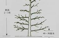 图文并茂！苹果树“傻瓜”修剪法—自由纺锤树形