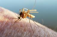 专家指导防蚊攻略，助宝宝远离蚊虫骚扰