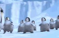 9种不为人知的蠢萌企鹅，真是让人受不了