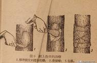 从冻害气候下的果树管理，谈对果园防灾减灾几点建议