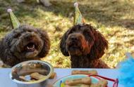 英国一家公司专门为狗策划举办聚会，催生出新职业狗狗派对策划师
