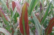 玉米出现红叶多，对产量影响大，抓好栽种管理预防最关键