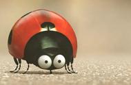 《昆虫总动员》：见微知著，一只瓢虫带来的“自然”思考