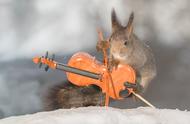 萌翻！松鼠拉提琴、鳄鱼弹吉他……动物秀才艺，你PICK谁