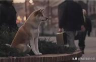 日本的一只“肌肉柴犬”火了，竟然还出了手办？！