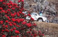 自驾游探访云南最大高山杜鹃花群落，雾里看花，殷红绽放