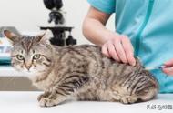 猫咪疫苗你都了解吗？
