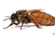 围着蜂王的蜜蜂，都是蜂王的“丫鬟”，专家：也有可能是“打手”