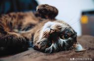 「有猫病」你真的知道你的猫喜欢什么讨厌什么吗？